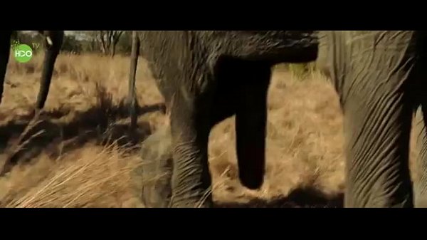 Elefante Porno