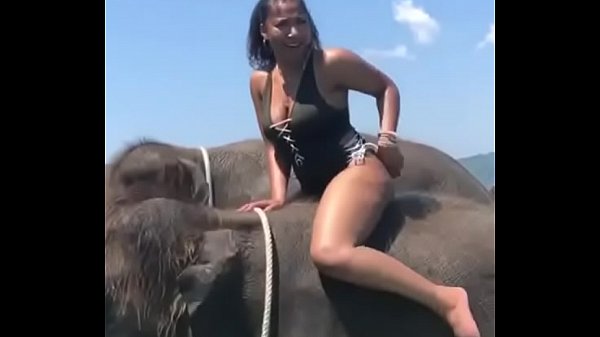 Elefante Sexo