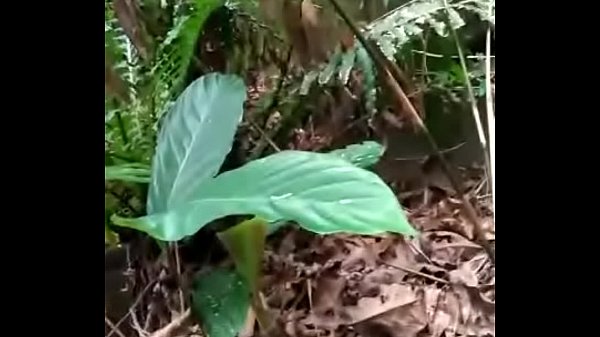 Mulher Pega Marido No Flagra Traindo